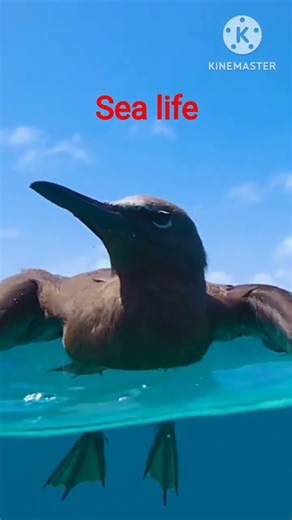 What's LIVING in the Sea? #sealife #seaworld #youtubeshorts