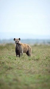 Hyenas are among the most misunderstood predators, yet their intelligence, complex social structure, and strong family bonds make them truly remarkable. Watching a clan interact up close in the Serengeti was a privilege—witnessing their cooperation, playful moments, and intricate hierarchy unfold in real-time. Far from being mere scavengers, they are skilled hunters and key players in the ecosystem. An unforgettable experience with one of nature’s most fascinating species. #safari #travel #james