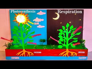 photosynthesis and respiration working model (3d) making for science exhibition - diy | craftpiller