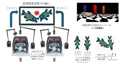 攻撃相手をロックオンする脳神経回路の同定