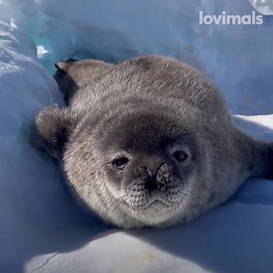 These adorable seals make some weird noises you don't expect! 🤯 | Lovimals