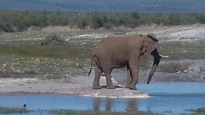 35 reactions | Join James and Trishala at 4pm SAST today for Wild Moments to discuss some of the fun wildlife sightings caught on the live cams. Watch it here: https://www.youtube.com/watch?v=URvzLnuapL4 https://africam.com/wildlife/shows | Africam | Facebook