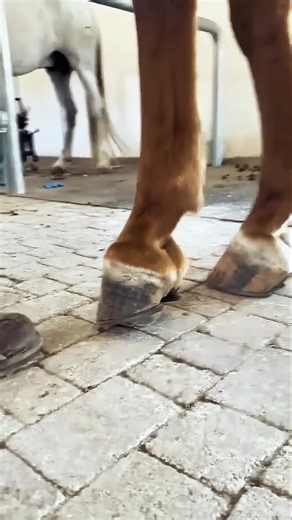 Exploring the Art of Farriery: Techniques and Tools