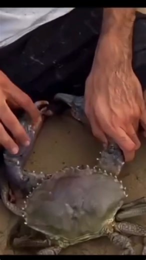 The end!! 😂😂😂#shorts #shortvideo #youtubeshorts #funny #fail #humor #reel #reelsinstagram#reelviral