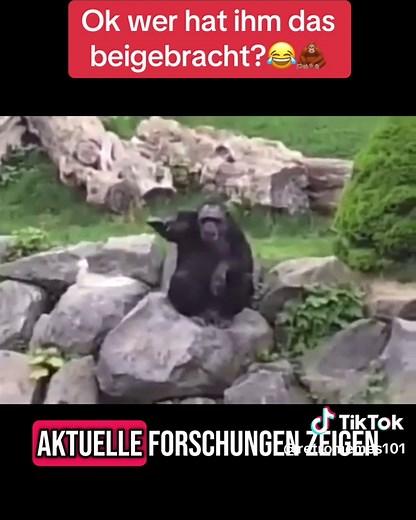 Wer hat das dem Affen gezeigt? Lustige Momente!