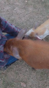 12K views · 522 reactions | I swear if you sing to your animals even if you suck itll domesticate them so fast  #farmlife #pigs | Dakotafunnyfarm | Facebook