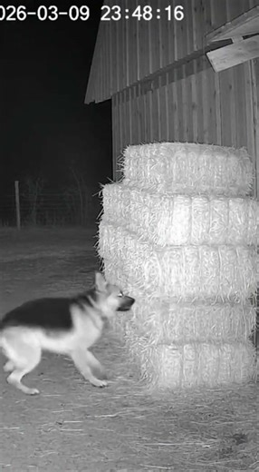 Dog Reacts to Moving Haystack | Creepy Farm Footage