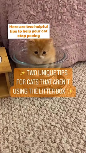 Cat Litter Box Issues: Tips to Help Your Cat Stop Peeing Outside the Box