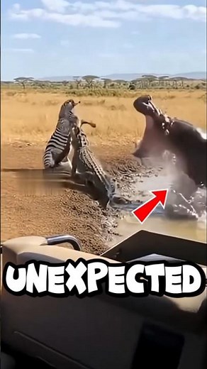 Hippo Saves Zebra from Crocodile at the Last Second 😳 #wildlife #worldwildlifeday