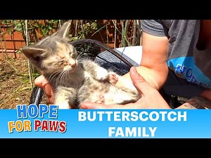 Homeless kittens w/ eyes completely shut due to the feline herpes virus & other infections. #kittens