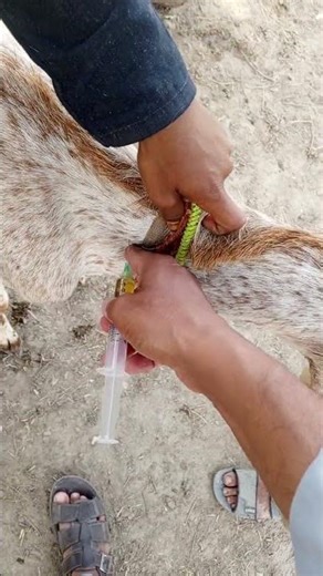 Deep Intramuscular injection goat Treatment #viralshortvideo #animals #goat #farming #unfrez