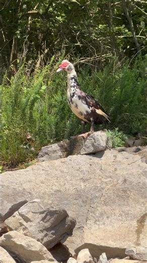 The Beautiful Muscovy Duck. #muscovyduck #duck #fishing #muscovyducks