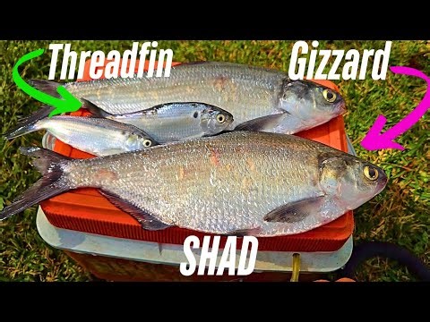 Difference between gizzard shad and threadfin shad/how to tell shad apart