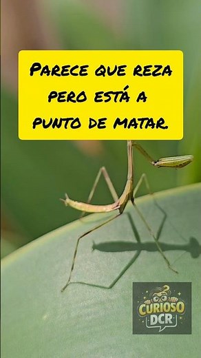 Así caza la mantis religiosa: precisión, paciencia y velocidad
