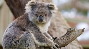 Australia: el koala fue declarado “funcionalmente extinto”