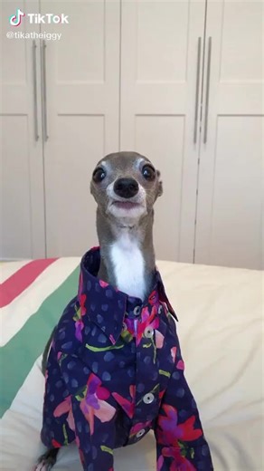 Stylish Dogs: Fashionable Outfits for Pets