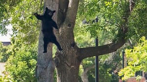 Tranquillized bear's fall from tree caught on camera