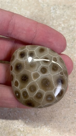Sam polishes three of his best Petoskey stone finds. | Michigan Rocks