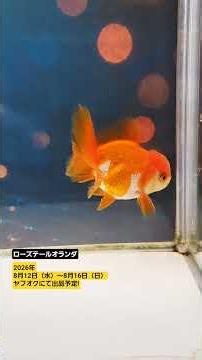 【はなはな】No.85 #goldfish #金魚