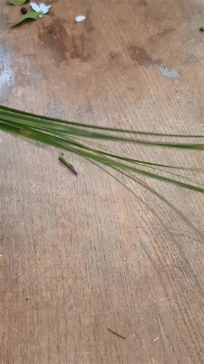 Tips for Securing Grass in Floral Arrangements