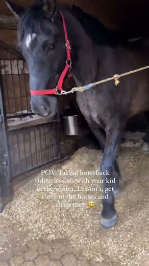 Lesson 1 of horseback riding: before you can ride, you have to bond with the horse