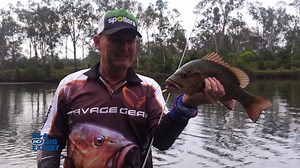 Tis' the season! With water temps increasing, it's time to dust off the Jack gear and wrangle some red dogs. Jason runs us through some great tips and techniques for landing a few of these iconic beasts. | BCF - Boating, Camping, Fishing