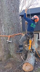 Tree Services Work _ Part 2 #viral #treework #arboleros #treeremoval #arborist #woodwork #triming #climbing #charlotte-000 | Daily Tree