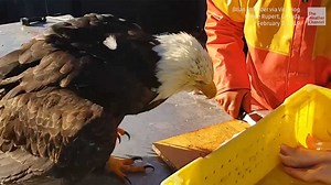 Diebisches Adlerpaar klaut Fischfang u2013 Fischer reagieren entzu00FCckend