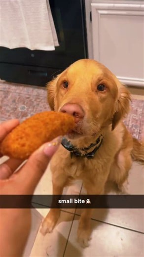 Small Bite Challenge🤣🤣 #dog#funny#funnyanimals#funnypets#animals #dogsofttiktok #pet #foryou #longervideos#cat #cute #funnyanimals #funnyvideos #petlovers #funny #animal #dog | Funny Dog