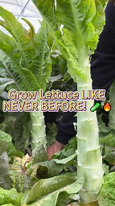 3K views | Lettuce 塞 growing tips  #lettuce #gardening #vegetables #plantingtips #growing #homegarden #positivity #plantbased | Gardening & Landscape Ideas | Facebook