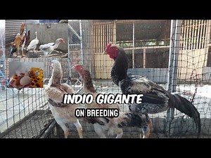 Indio Gigante - The Giant Chicken