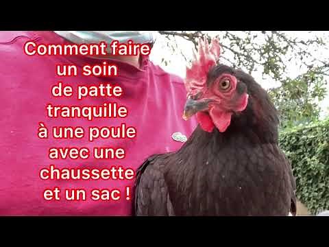 Comment faire un soin de patte tranquille à une poule avec une chaussette et un sac !
