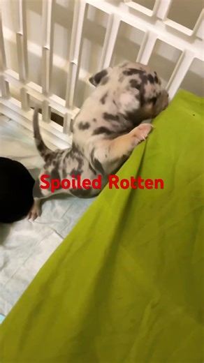 Live Micro Bully Puppies/watch them grow:NC Bullies🐶