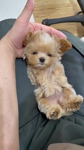 Cutest puppy Ever 😍 | Puppies Club