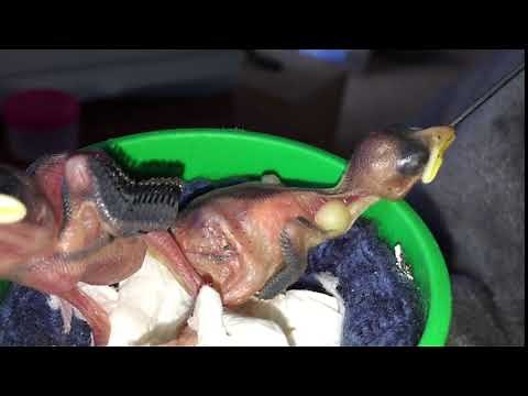 Crop feeding baby sparrow