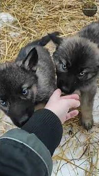 Every Wolf Pup is Born With Blue Eyes (Then This Happens)