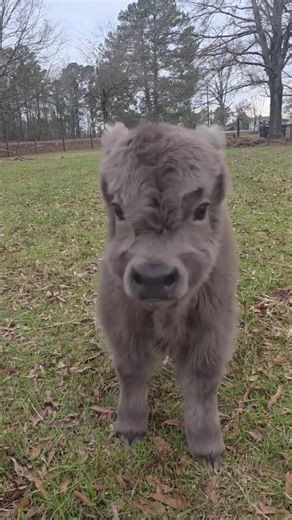 Dwarf goats for adoption 🐐 (@dwarfgoatfiradoption)’s videos with original sound - Dwarf goats for adoption 🐐