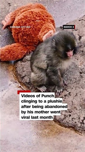 Punch the monkey has a new best friend