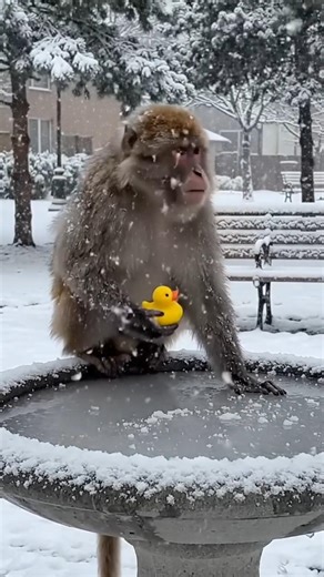 Monkey’s Crazy Winter Bath #shorts #sound #mankey