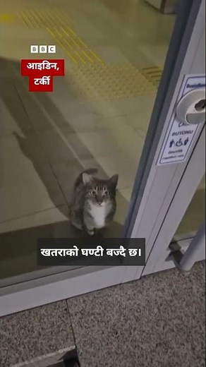 BBC Nepali Sewa - Funny cat situation: ब्याङ्कमा 'खतराको घण्टी' बजाउने बिरालो प्रहरीद्वारा समातियो