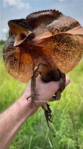 DON’T BITE ME! AUSTRALIA'S MOST FAMOUS LIZARD!