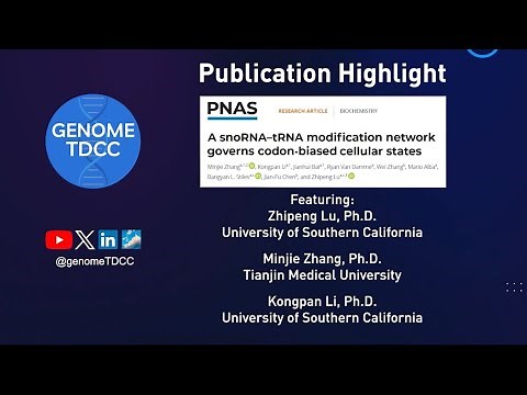 A snoRNA-tRNA modification network governs codon-biased cellular states