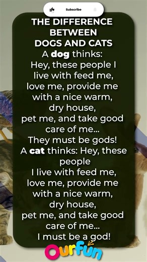 Joke Dogs vs Cats The Ultimate Personality Test 😹🐶 #jokes #humorandamusement #funny #comedy