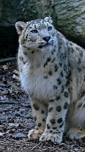 Witness this rare moment with one of Earth's most elusive predators! Only 3,920 to 6,390 snow leopards remain in the wild, making every sighting precious. Fun Fact: Snow leopards have special blood vessels in their paws that keep them just warm enough to prevent frostbite in extreme mountain conditions! #SnowLeopard #GhostOfTheMountains #WildlifeFacts #RareAnimals #BigCats | Listpull