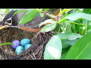Brood parasitism: Non-rejection behavior of foreign eggs by American Robin