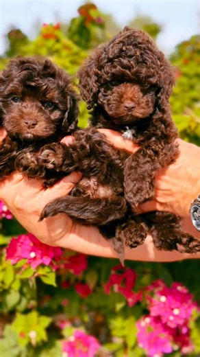 Rayyana Abudalu on Instagram: "A Cockapoo F1B is a popular designer dog that’s a cross between a Cockapoo and a Poodle. They’re known for being: They are Friendly and affectionate ,Intelligent and easy to train thanks to the Poodle. Low-shedding / hypoallergenic coat in many individuals. Typically small to medium in size with a teddy-bear look. #cockapoo #cockapoosofinstagram #cockapoolove #cockapoopuppy #dogsofinstagram #puppylove #cutedogs #teddybearpuppy #dogreels #viralreels #chocolatecockap