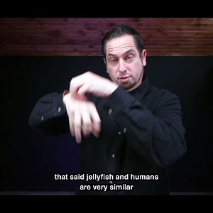 Two interesting news about jellyfish | The Daily Moth