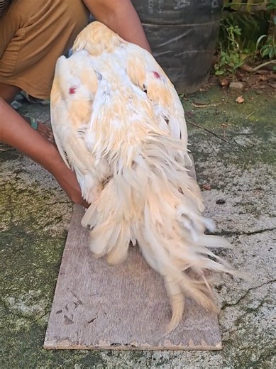 Bangkok Chickens Mating Behavior Explained