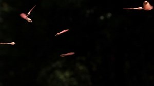 Maple Seed Helicopters Spiraling Downward Ultra-slow Stock Footage Video (100% Royalty-free) 26629927 | Shutterstock