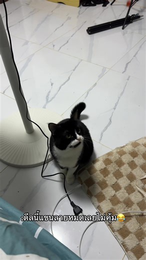 แมวตลกขำๆ สุดฮาในคลิป